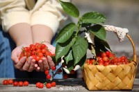 5月18日至6月16日，&ldquo;櫻桃之約&rdquo;邀你共赴！